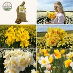 Flowerbulbs Amsterdam - Super Narcissus Mix - Duurzame voordeelzak, 100 bloembollen voor 2,5 m2 bloemenpracht - Maat 12/14