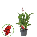 Canna Kreta - Ø17cm - ↕75cm