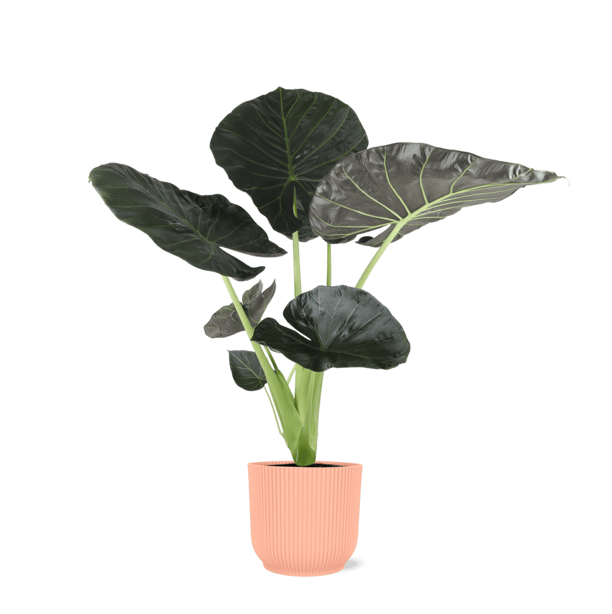 Alocasia Regal Shield Ø21cm - ↕100cm in Vibes ROZE pot