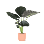 Alocasia Regal Shield Ø21cm - ↕100cm in Vibes ROZE pot