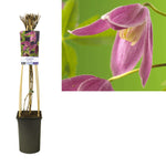 Clematis Alp. 'Ruby' +light Label - Ø17cm - ↕75cm