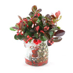 Gaultheria Pr. 'Big Berry'® P10 In Zinc Santa - Ø11cm - ↕15cm