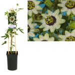 Passiflora 'Beauty Of Hannover' +light Label - Ø17cm - ↕75cm