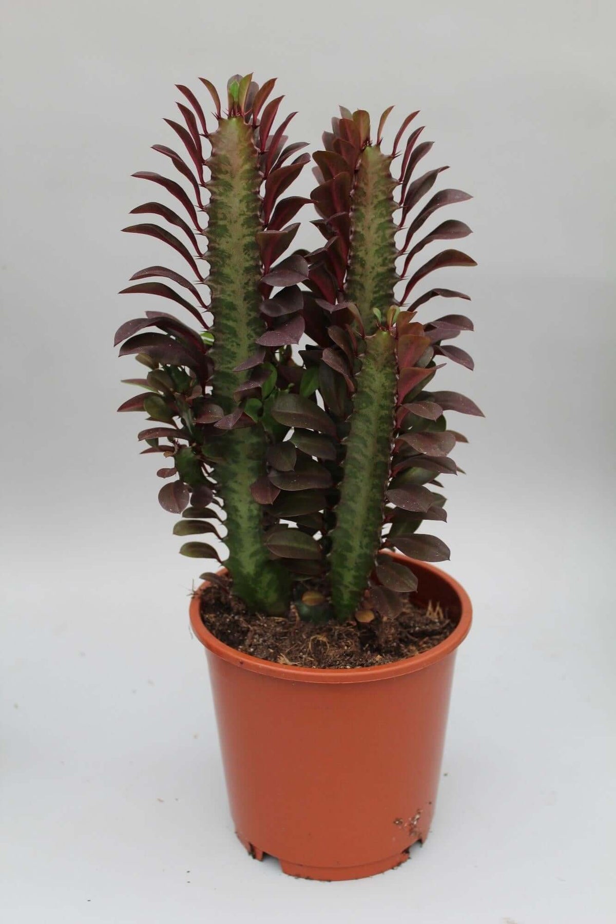 Euphorbia Trigona Rubra - Ø12cm - ↕40cm