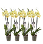 4er-Set – Phalaenopsis Volterra – Orchidee mit 3 Zweigen – 60 cm – Ø12 cm