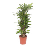 Dracaena Eve - 160 cm- ø30