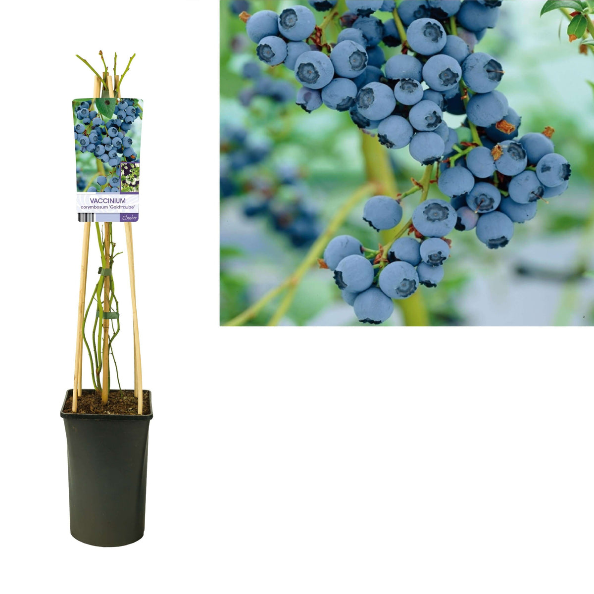 Vaccinium Corymbosum 'Goldtraube' - Ø17cm - ↕75cm