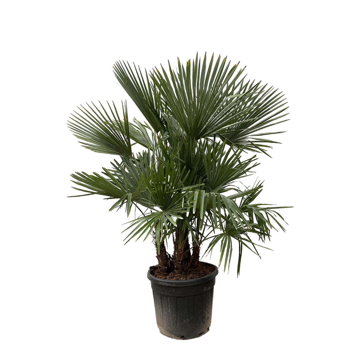 Trachycarpus multi stam - 200cm- Ø45