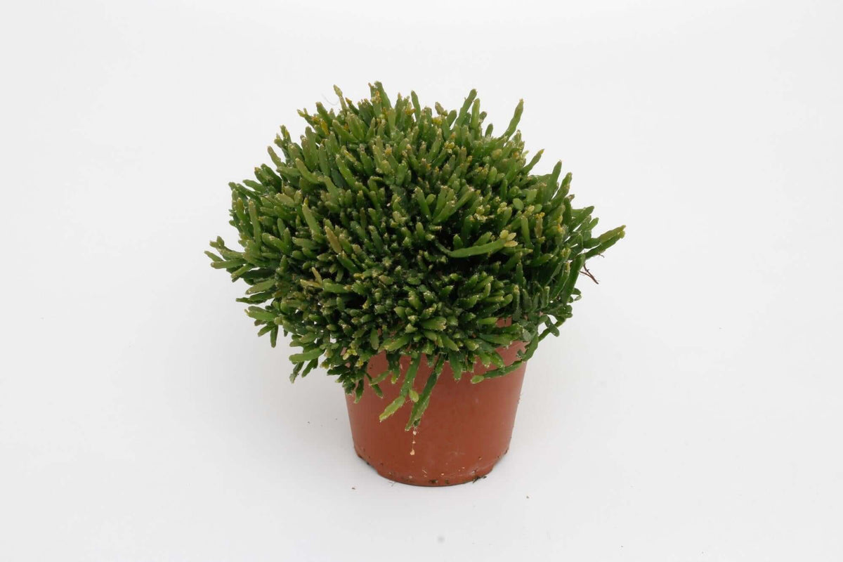 Rhipsalis Ewaldiana - Ø12cm - ↕15cm