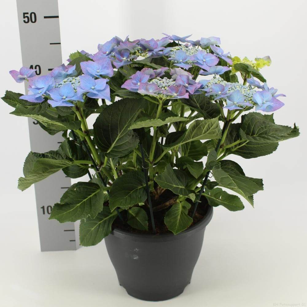 Hydrangea Frisbee Blauw (teller) (Hortensia) - Ø23cm - ↕50cm