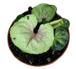 Syngonium Bob Allusion - Ø10,5cm - ↕15cm