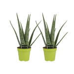 Aloe Vera - 2 Stück - Ø15cm - ↕65cm