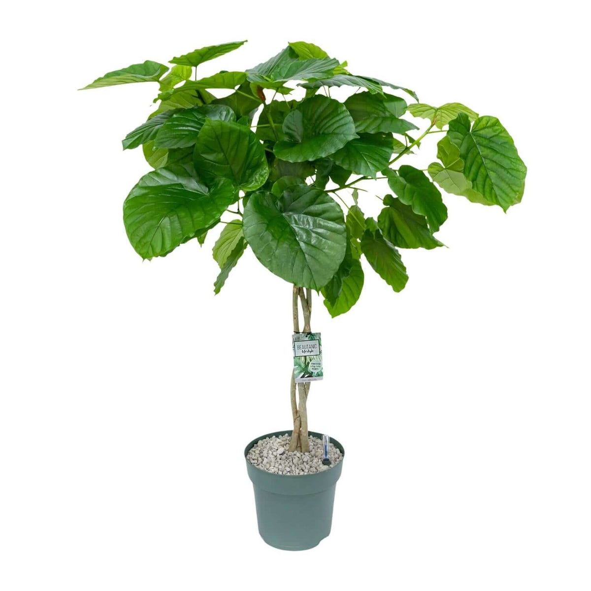 Ficus Umbellata (Gevlochten) - Ø27cm - ↕120cm