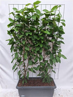 Prunus a. 'Regina' - Cherry - Ready-made hedge - 120 x 180 cm