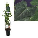 Hedera Hibernica +light Label - Ø23cm - ↕115cm