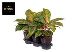 Aglaonema Lychee Red - Ø19cm - ↕65cm