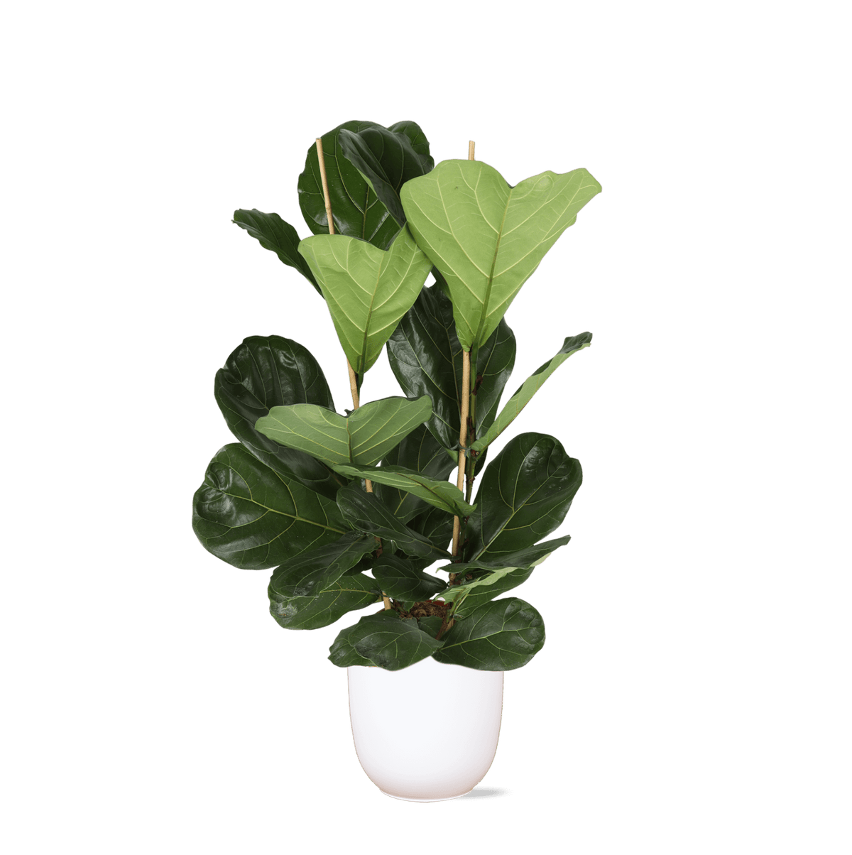 Ficus Lyrata - Ø24cm - ↕120cm in Boule WIT pot