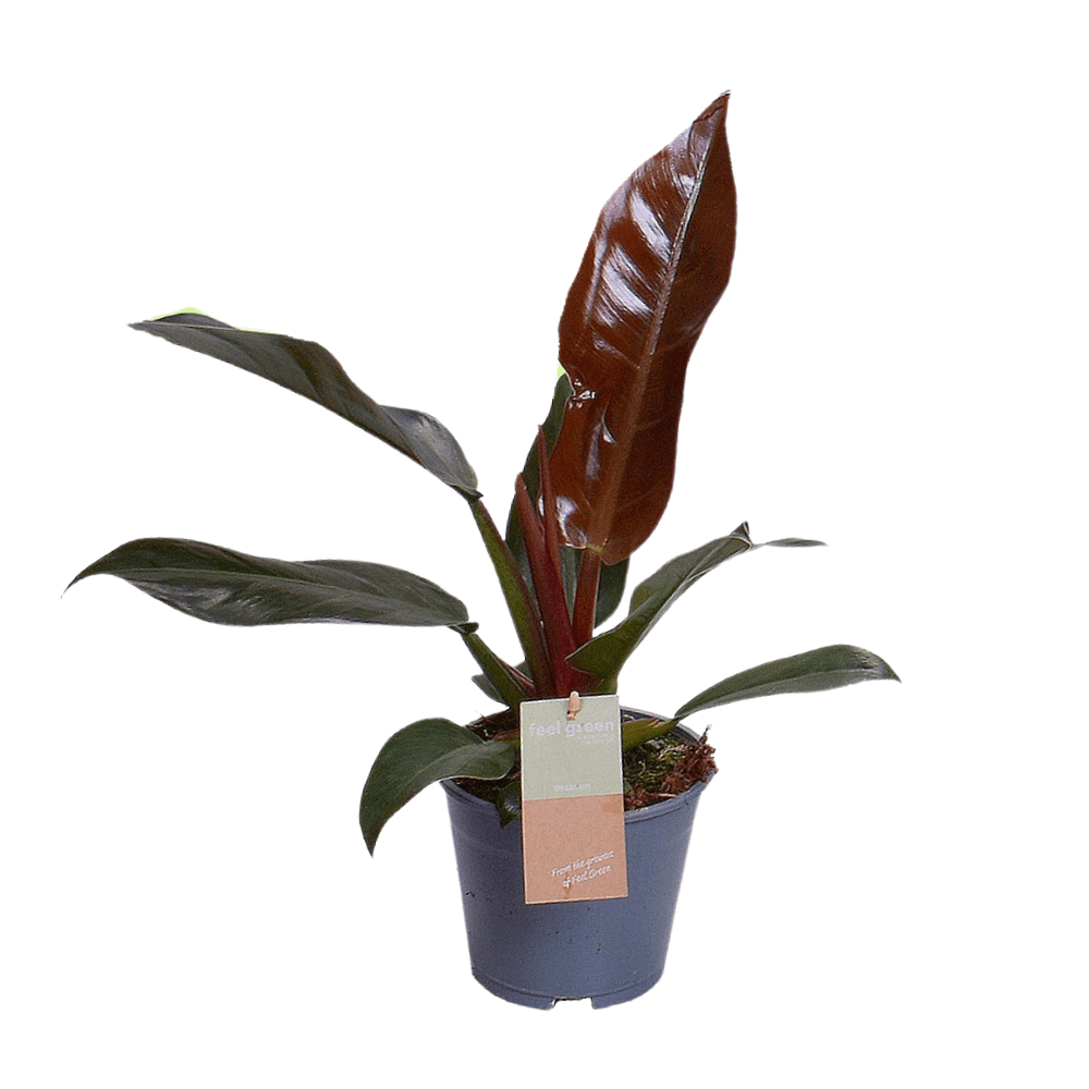 Philodendron Imperial Red Feel Green - Ø14cm - ↕35cm