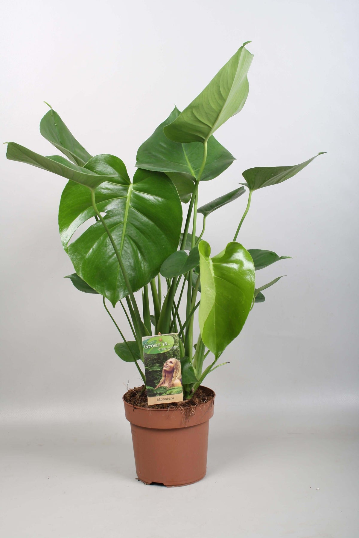 Monstera Deliciosa - Ø17cm - ↕60cm