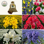 Flowerbulbs Amsterdam - Medium Holland Mix - Duurzame voordeelzak, 50 bloembollen voor 1 m2 bloemenpracht - Maat 12+