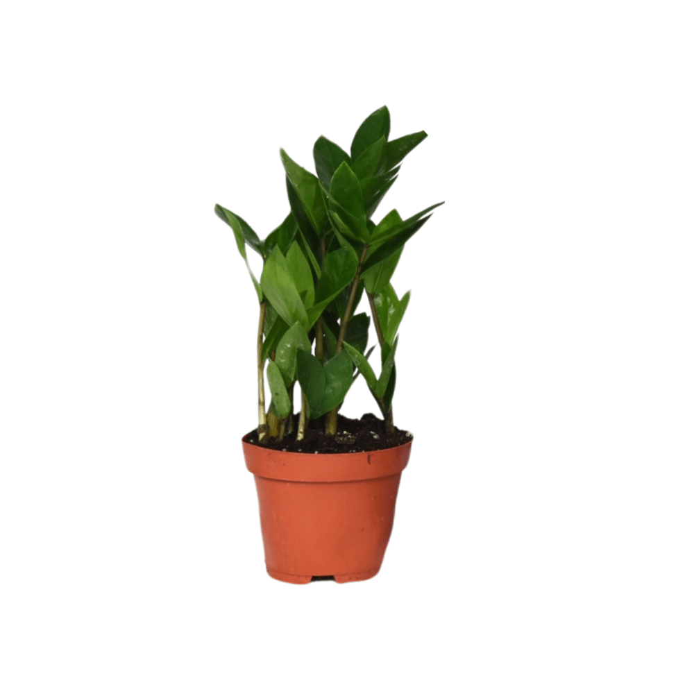 Zamioculcas - Ø12cm - ↕30cm