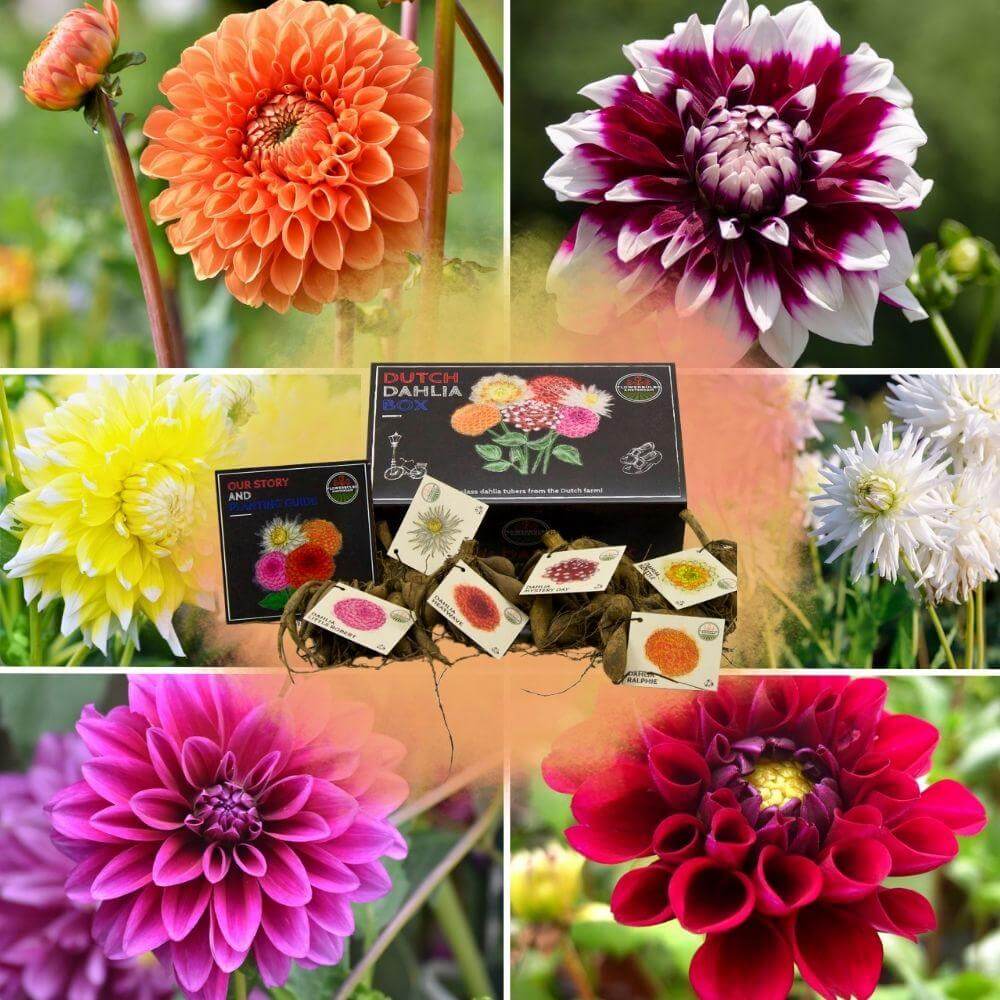 Flowerbulbs Amsterdam - Luxe Box Large, set van 6 Dutch dahlia's