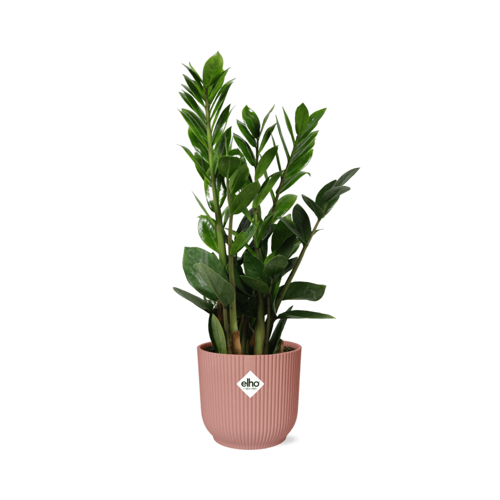 Zamioculcas – Hoogte 45-50 in ELHO Vibes Fold 14cm roze