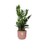 Zamioculcas – Hoogte 45-50 in ELHO Vibes Fold 14cm roze