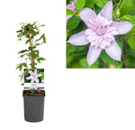 Clematis Multi Pink® PBR +light Label - Ø11cm - ↕40cm