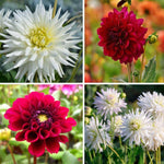 Flowerbulbs Amsterdam - Mix Romantic beauties, Dahlia Playa Blanca & Dahlia Heatwave, 2 stuks