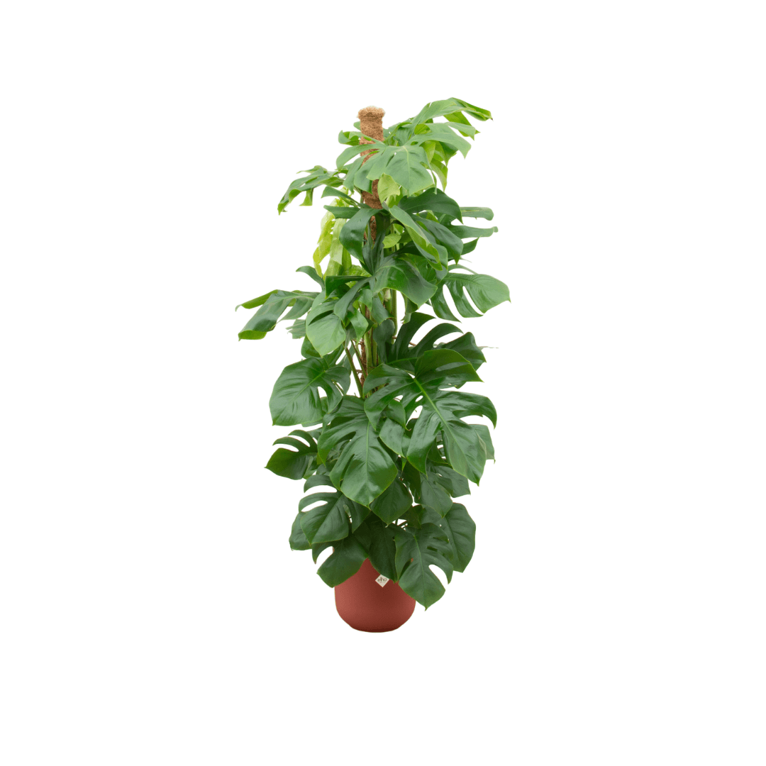 Combi deal - Monstera Pertusum XL inclusief elho Jazz Round rood Ø26 - 150 cm