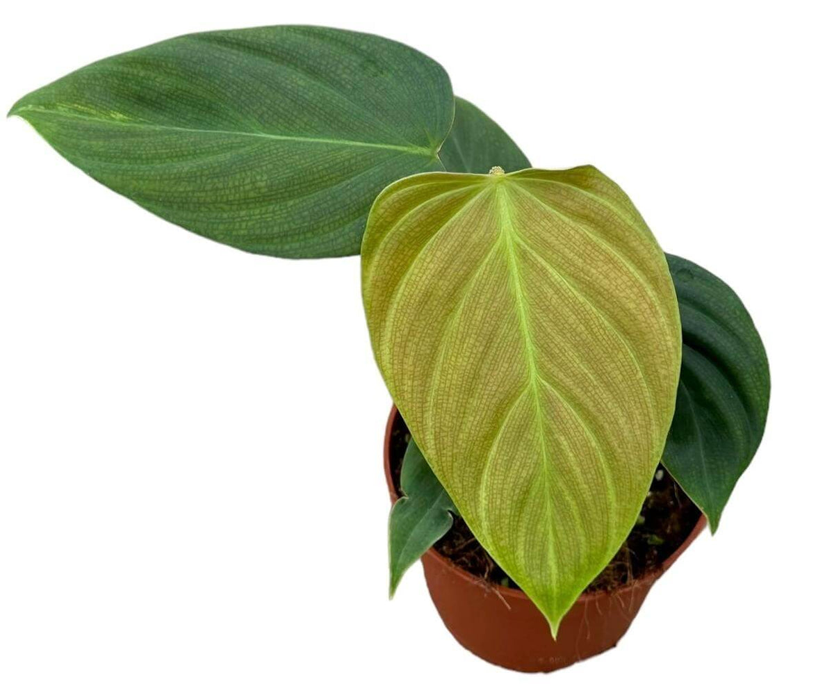 Philodendron Nangaritense - Ø10,5cm - ↕15cm