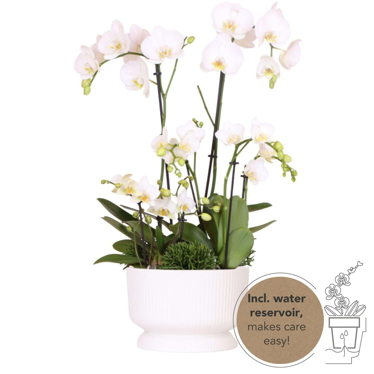 Kolibri Orchids | witte plantenset in Diabolo white dish incl. waterreservoir | drie witte orchideeën en drie groene planten | Field Bouquet wit met zelfvoorzienend waterreservoir