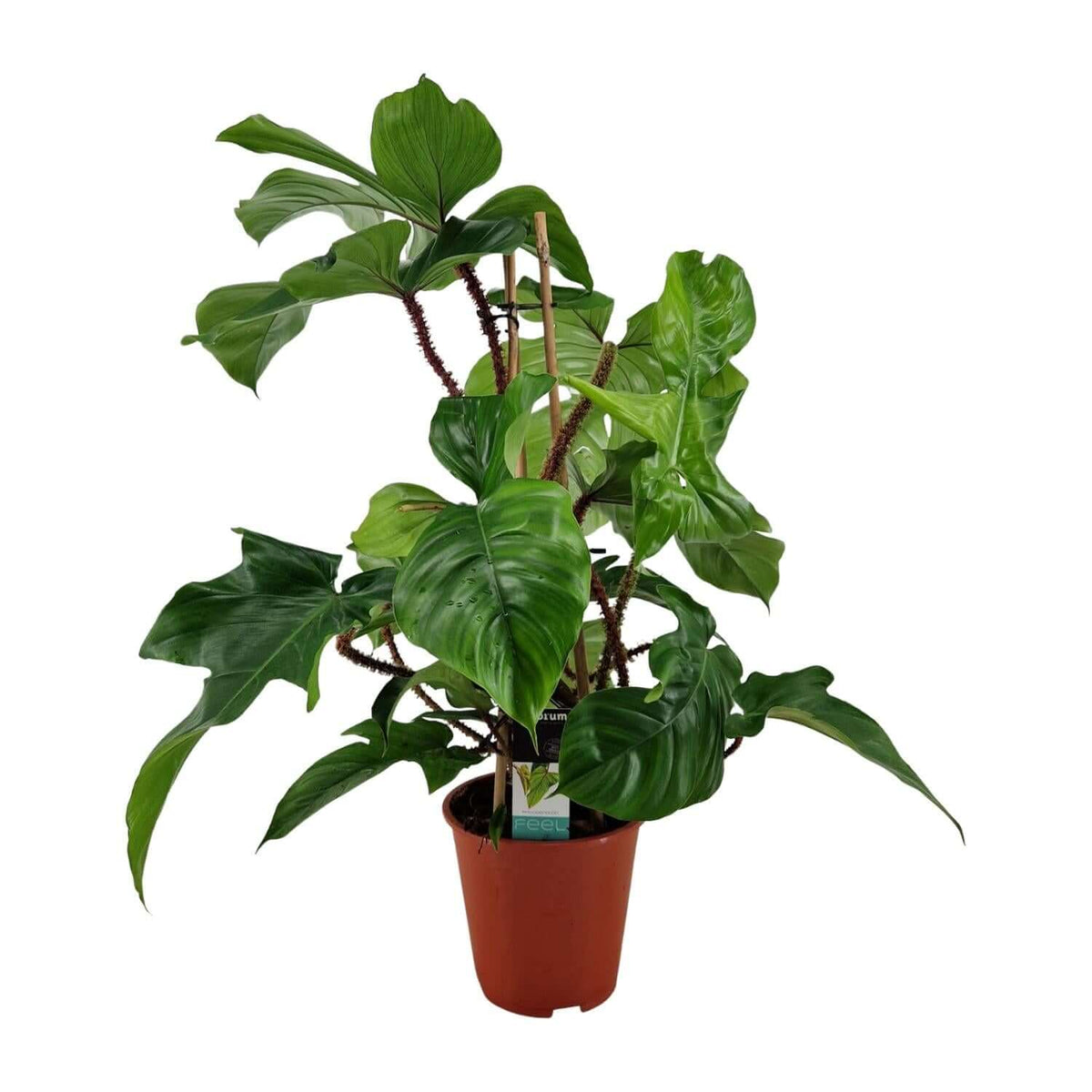 Philodendron Squamiferum - Ø19cm - ↕75cm