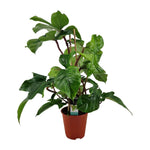 Philodendron Squamiferum - Ø19cm - ↕75cm