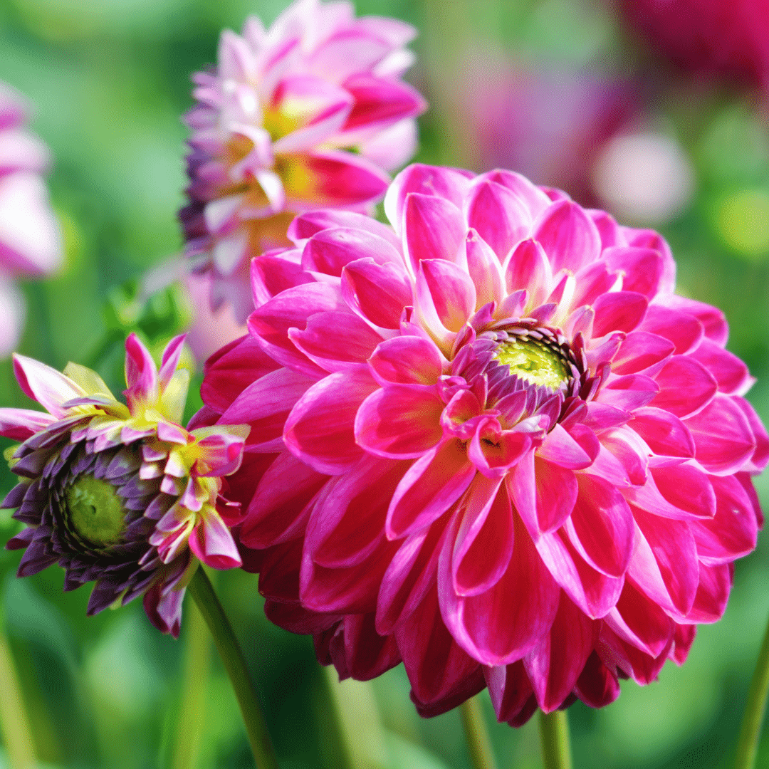 Flowerbulbs Amsterdam - Dahlia Little Robert, ronde en opgekrulde bloemblaadjes