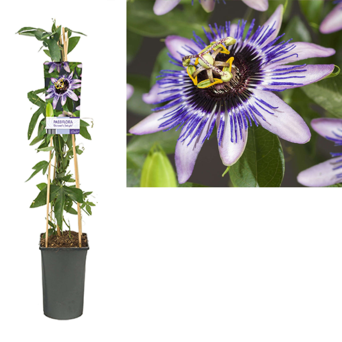 Passiflora 'Damsel's Delight' +light Label - Ø17cm - ↕75cm