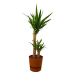 Yucca - ↨100cm - Ø21cm inclusief elho Greenville Round bruin D24xH23