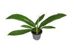 Philodendron Campiii P14 - Ø14cm - ↕40cm