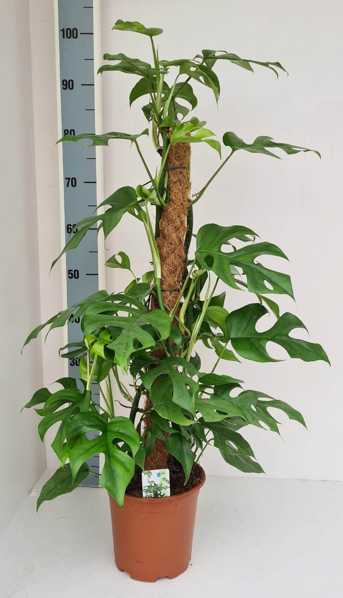 Monstera Minima - Ø19cm - ↕80cm