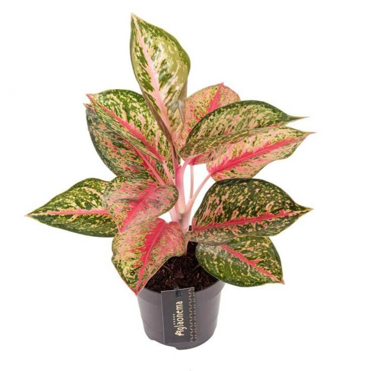 Aglaonema Paradies Rot - Ø12cm - ↕40cm