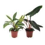 Philodendron Duo Billietiae/Florida Green - 2 stuks - Ø12cm - ↕25cm