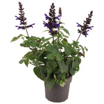 Salvia Salgoon Lake Onega P17 - Ø17cm - ↕55cm