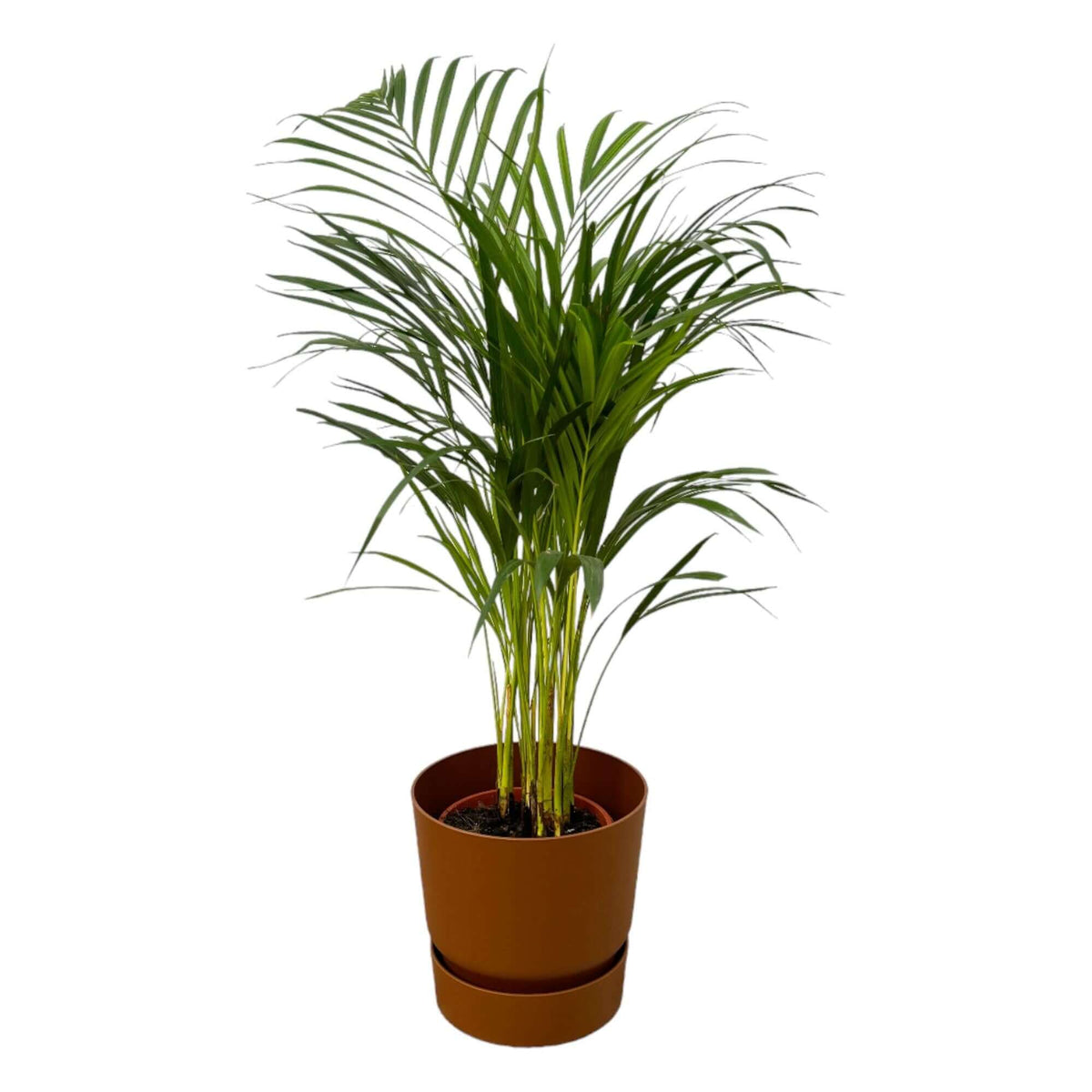 Areca palm - ↨85cm - Ø19cm including elho Greenville Round brown D24xH23