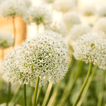 White Giant - Allium bollen 5 stuks