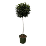 Laurus Nobulis stam - 200 cm - Ø45cm