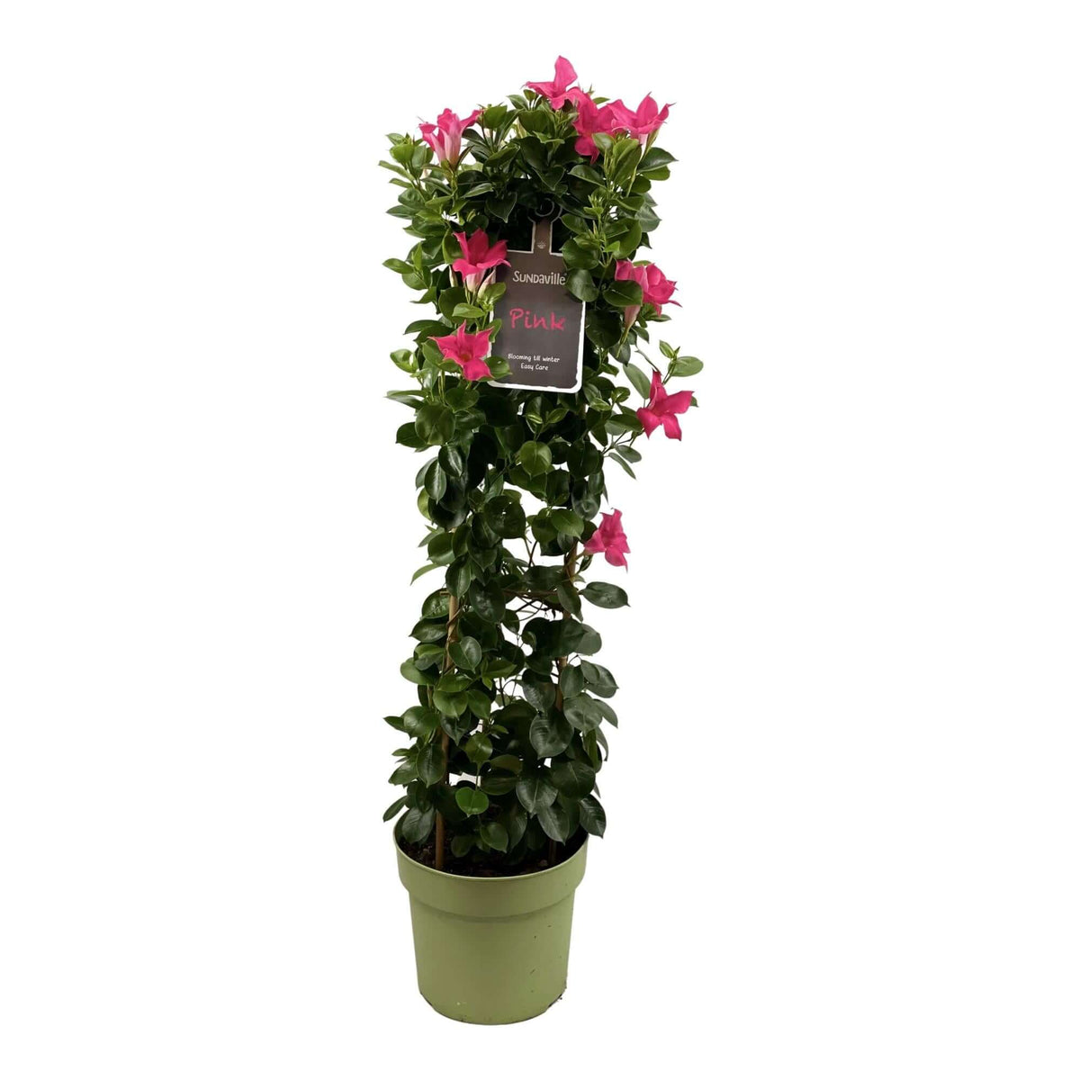 Mandevilla Sundaville Classic Pink In Toren (Dipladenia) - Ø24cm - ↕95cm