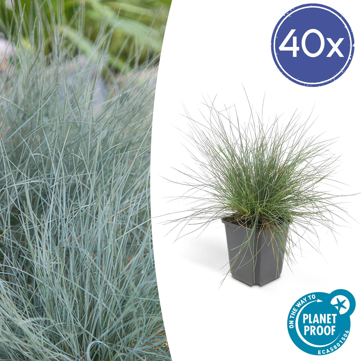 Festuca glauca 'Elijah Bleu' - ↕10-25cm - Ø9cm- 40x