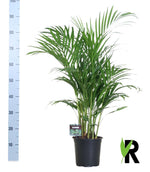 Dypsis Lutescens 120 - Ø19cm - ↕100cm