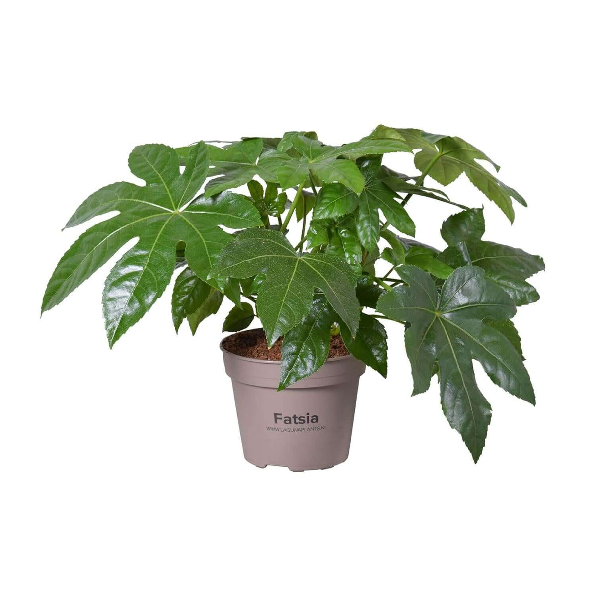 Fatsia Japonica - Ø15cm - ↕45cm